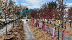 Image of trees at Rick's Garden Center