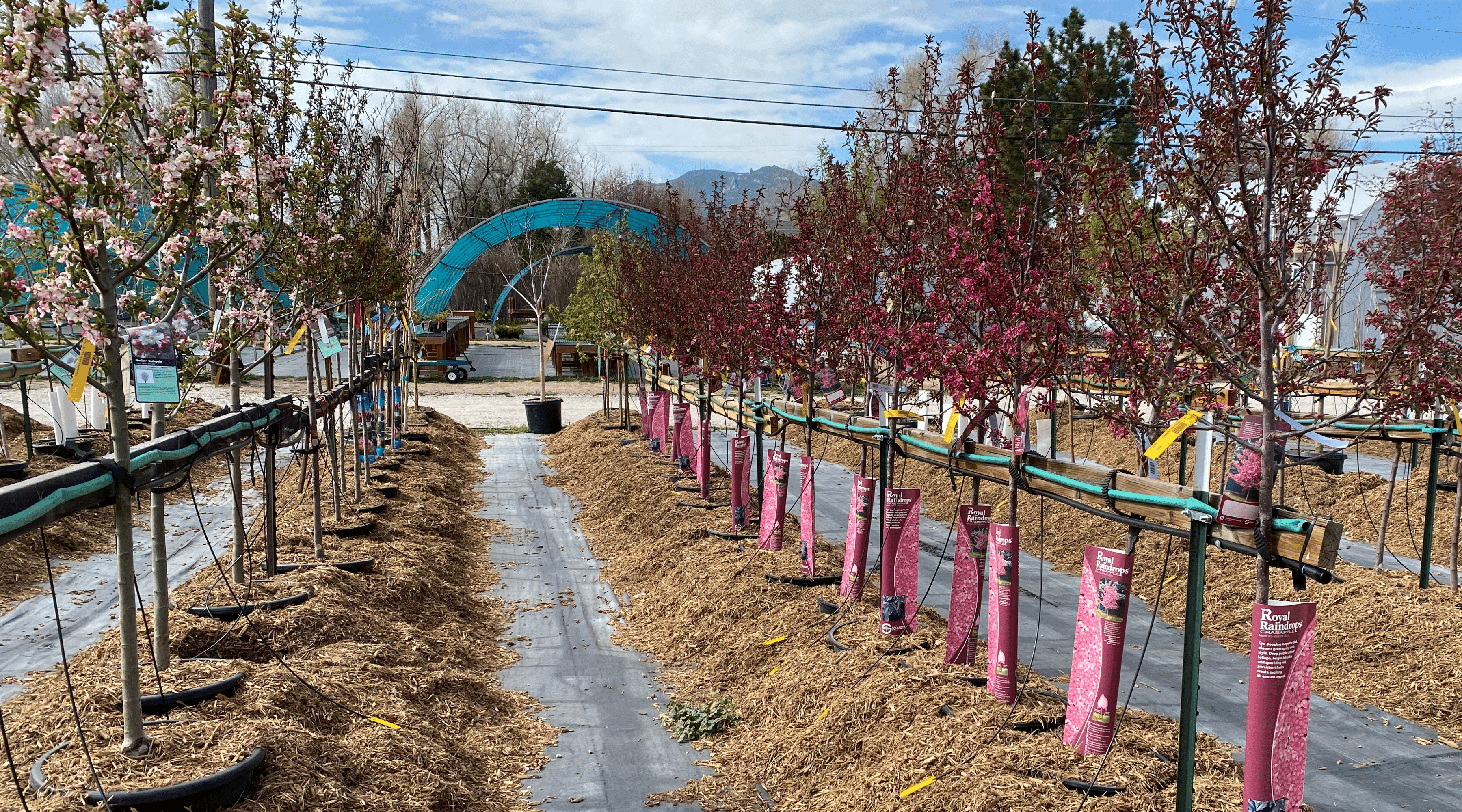 Image of trees at Rick's Garden Center