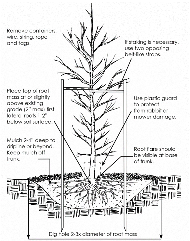 Image showing how to plant a tree