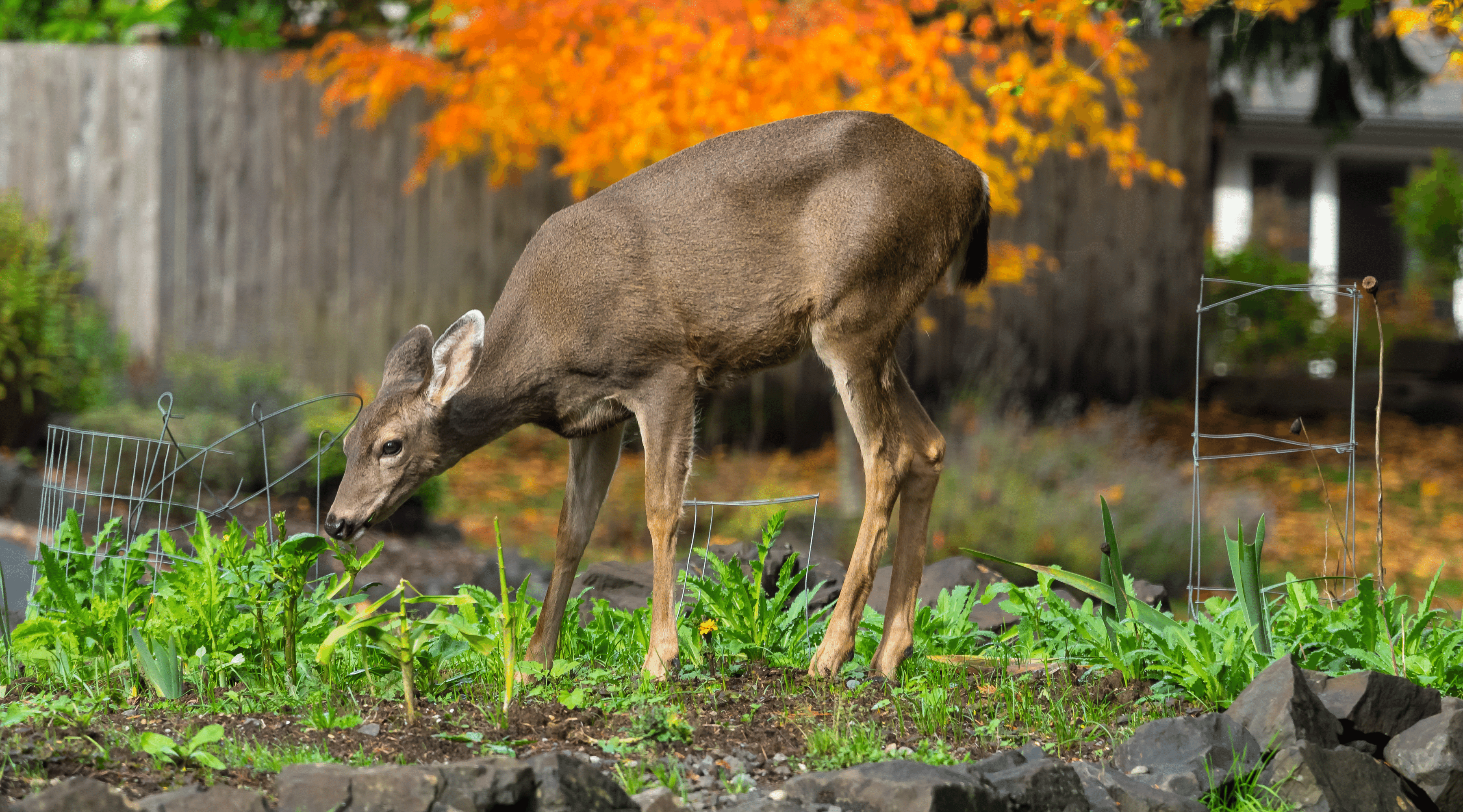 Image of a deer in a garden