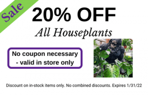 20% off Houseplants