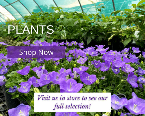 Plants - Visit us in store to see our full selection