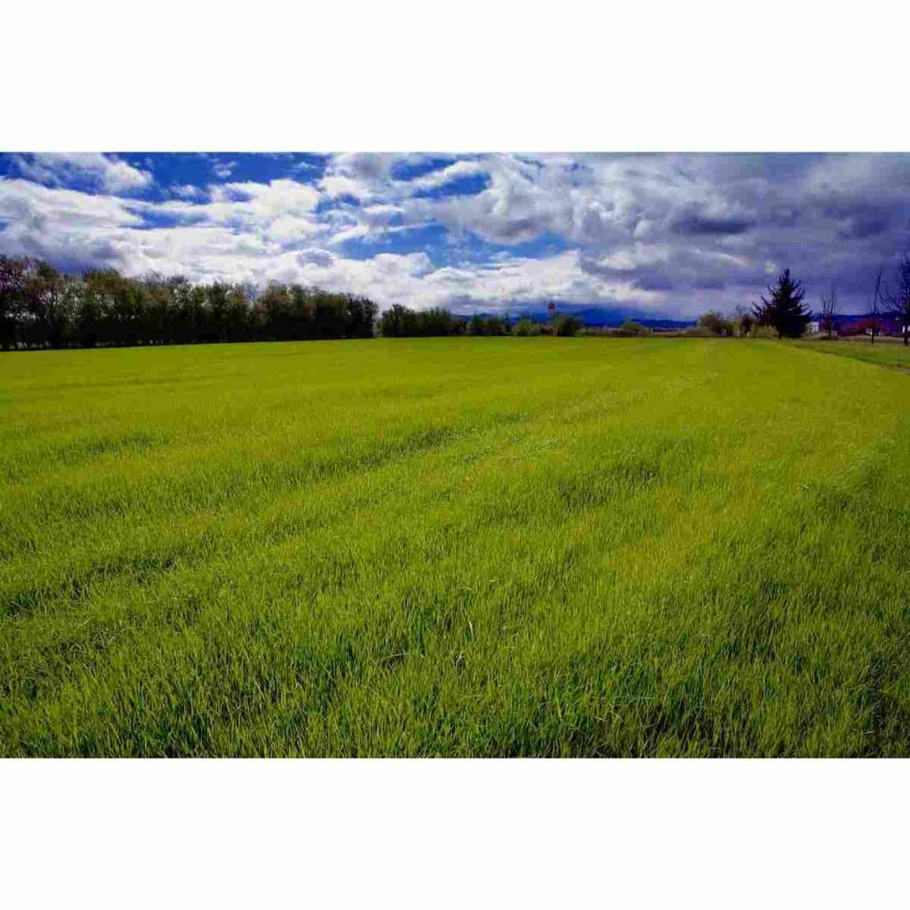 Ricks Garden Center Bulk Perennial Ryegrass Grass Seed AVS 1lb