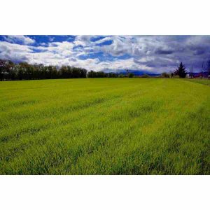 Bulk Perennial Ryegrass Grass Seed AVS 1lb