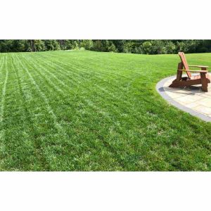 Bulk Tall Fescue Grass Seed AVS 1lb