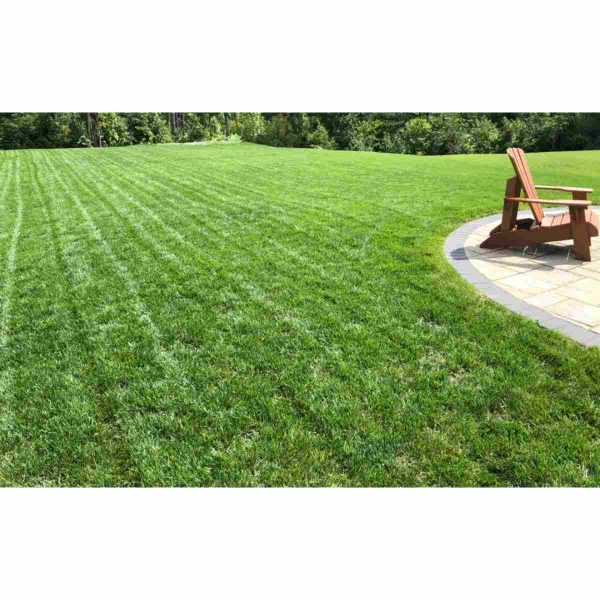 Bulk Tall Fescue Grass Seed AVS 1lb