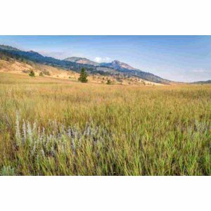 Bulk Foothills Mix Grass Seed AVS 1lb