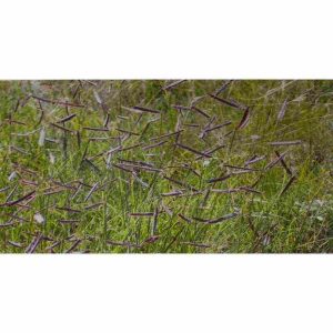 Bulk Native Blue Grama Grass Seed 1lb