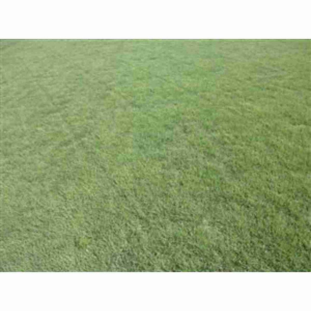 Ricks Garden Center Bulk Buffalograss Grass Seed Sundancer 1lb