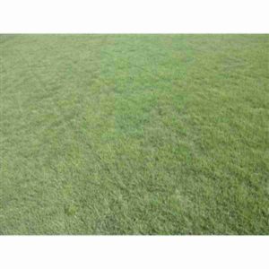 Bulk Buffalograss Grass Seed Sundancer 1lb