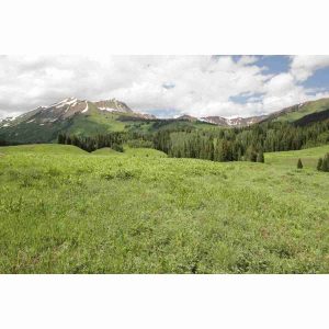 Bulk Rocky Mountain Native Mix Grass Seed AVS 1lb