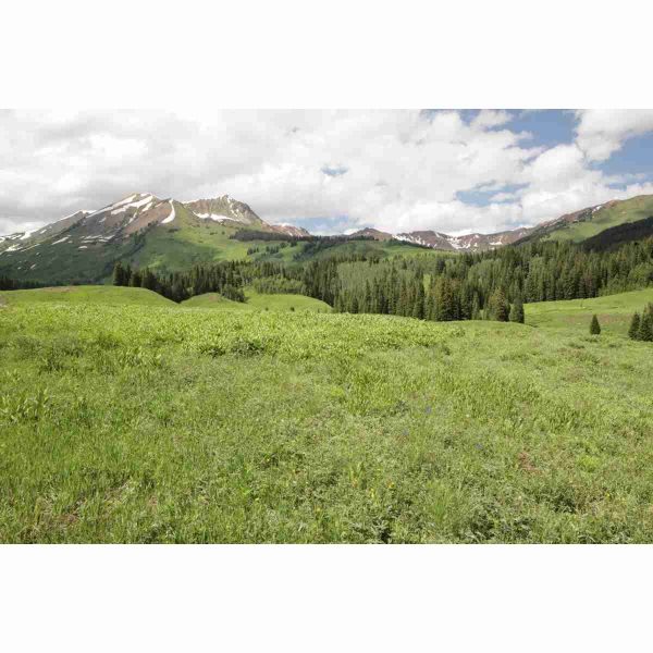 Bulk Rocky Mountain Native Mix Grass Seed AVS 1lb