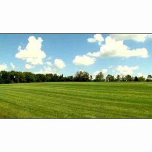 Bulk Bluegrass Premium Mix Grass Seed AVS 1lb