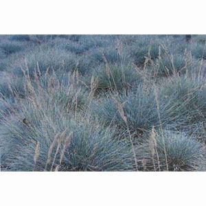 Bulk Sheep Fescue Grass Seed 1lb
