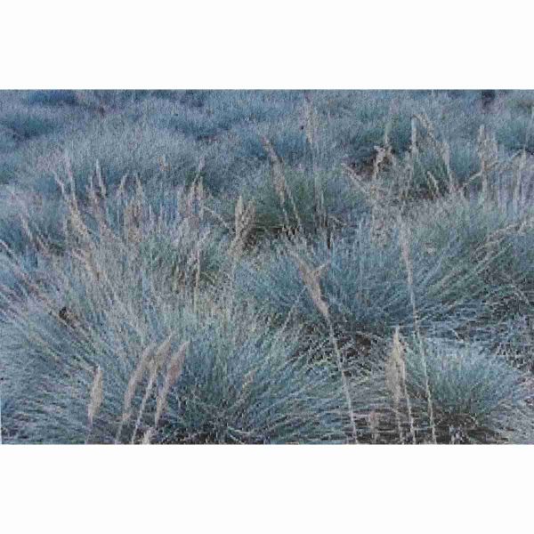Bulk Sheep Fescue Grass Seed 1lb