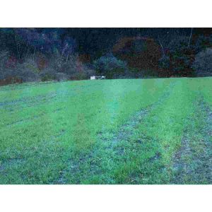 Bulk Winter Ryegrass Grass Seed 1lb