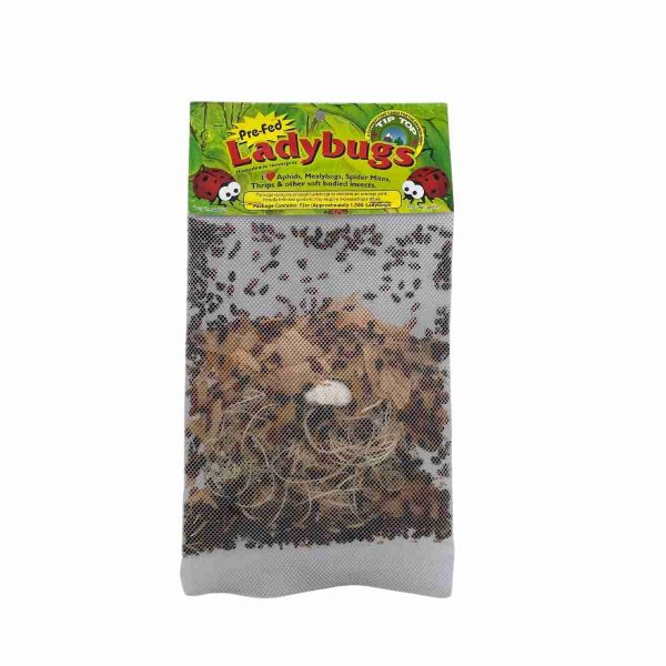 Ladybugs in Mesh Bag1500
