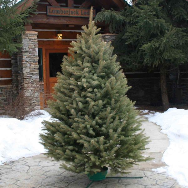 FRESH CUT BLUE SPRUCE 6-8 FT