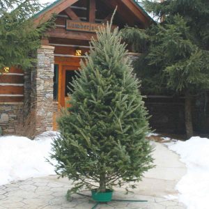 FRESH CUT BALSAM FIR 9-10 FT