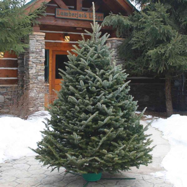FRESH CUT FRASER FIR 6-8 FT