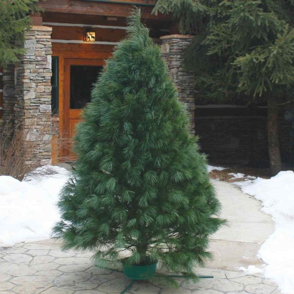 FRESH CUT WHITE PINE 6-8 FT