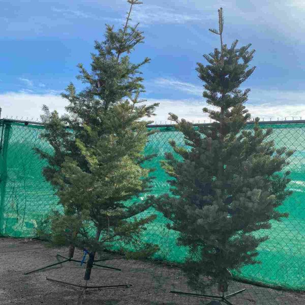 FRESH CUT WHITE FIR 8-9 FT