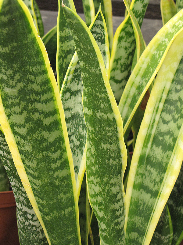 artificial snake plant australia Artificial Snake Plant