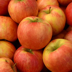 Honeycrisp Apple #5