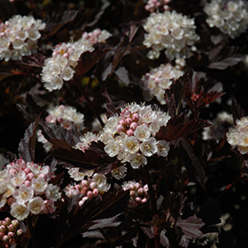 Tiny Wine® Ninebark #2