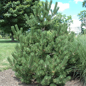 Ricks Garden Center | Oregon Green Austrian Pine #7