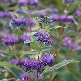 Dark Knight Caryopteris #3