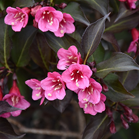 Wine and Roses Weigela #2