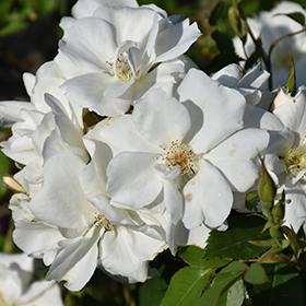Morden Snowbeauty Rose #2