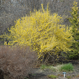 Northern Gold Forsythia #2