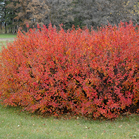 Ricks Garden Center | Hedge Cotoneaster #5