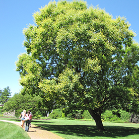 Golden Rain Tree #7