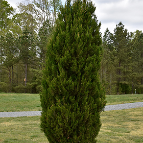 Spartan Juniper #5