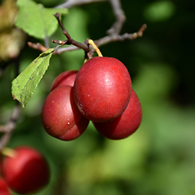 Toka Plum #5