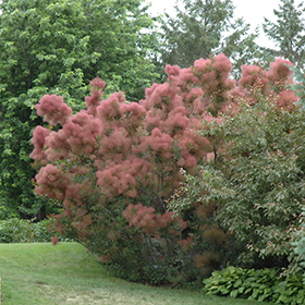 Royal Purple Smokebush #2