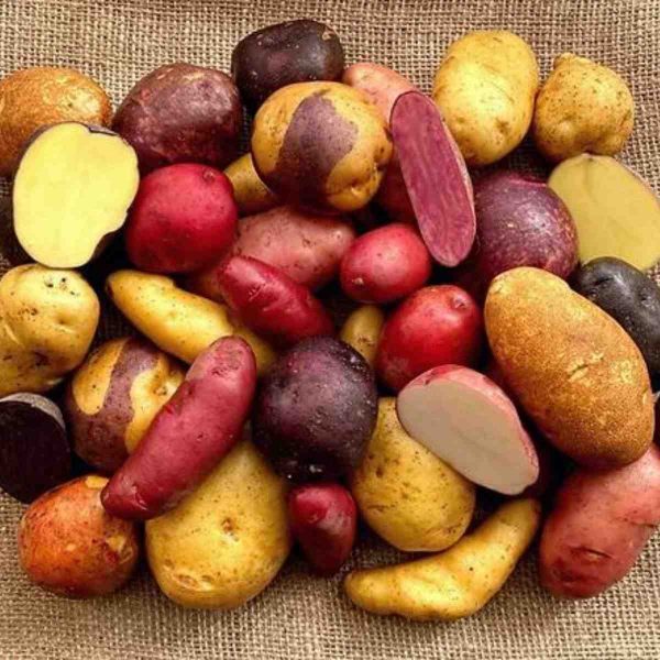 Certified Specialty Seed Potatoes by Poind