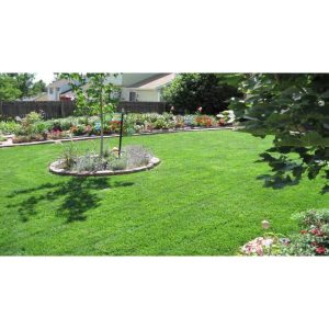 Bulk Pro-Turf Grass Seed 1Lb