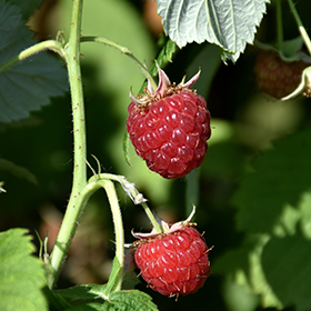 Meeker Raspberry #1
