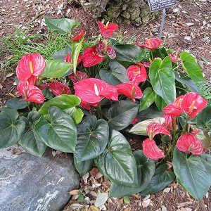 Anthurium Radicans x Lux 6In
