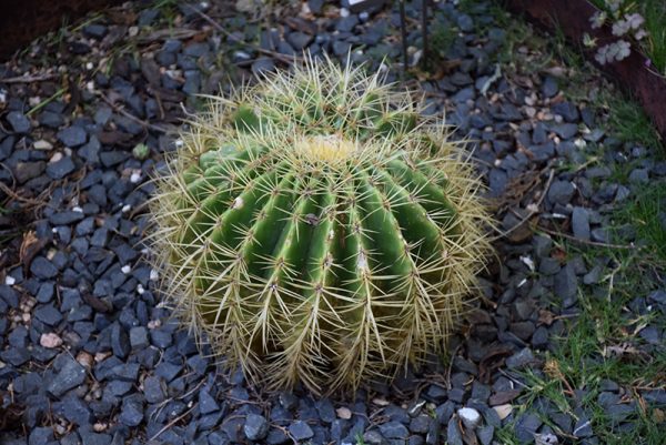 Cactus Golden Barrel 8In