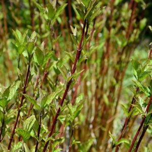 Arctic Fire&reg; Red Twig Dogwood #2