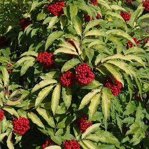 Red-Berried Elder #2