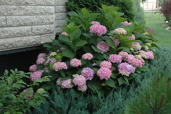 Hydrangea Endless Summer #3