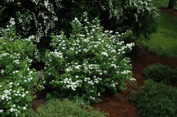 Spirea Birchleaf Tor #3