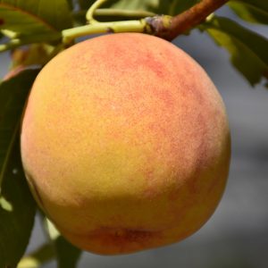 Reliance Peach #5