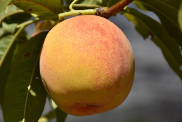 Reliance Peach #5